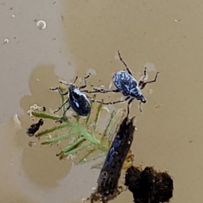 P vestitus floating on surface of waterjpg